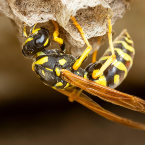 Un cuib de viespi radioactive a fost descoperit într-o veche fabrică de arme nucleare din SUA