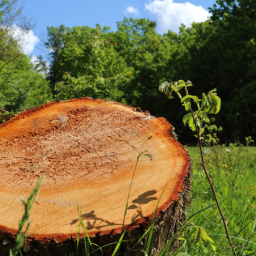 Regenerarea pădurilor este în scădere, în special la rășinoase și foioase. Puțin peste 25.000 de hectare au fost reîmpădurite în 2024