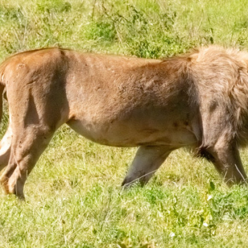 Blondie, un leu aflat în centrul unui studiu al Universității Oxford, a fost ucis de vânătorii de trofee în Africa