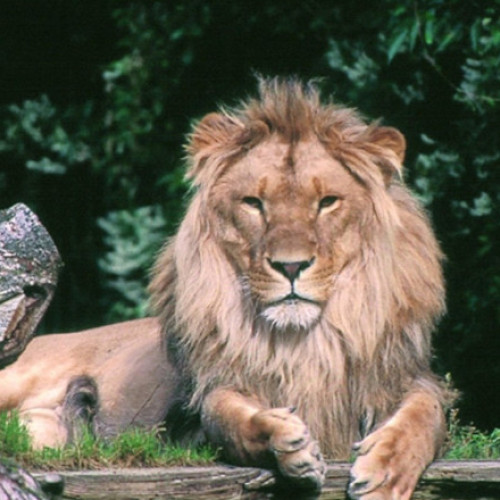 O grădină zoologică din Danemarca face apel către oameni să-i doneze animalele de companie, pentru a-și hrăni prădătorii cu ele