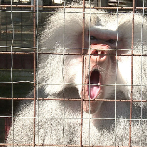 Scandalul babuinilor eutanasiați continuă: directorul Grădinii Zoologice din Nurnberg a primit amenințări cu moartea
