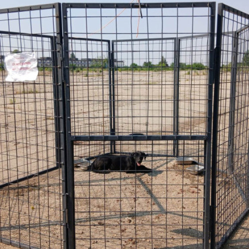 ASPA folosește o nouă metodă de capturare a câinilor fără stăpân în București. Ce este „țarcul-capcană”