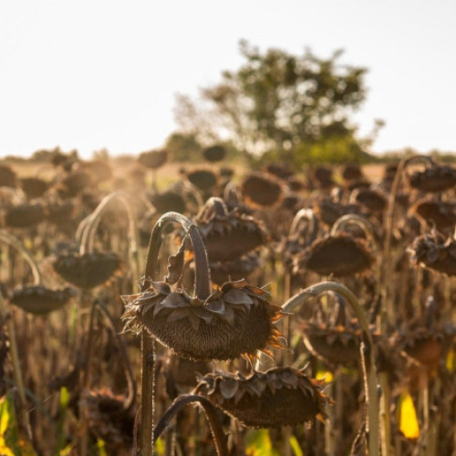 Secetă record în Europa. România se numără printre țările cele mai afectate