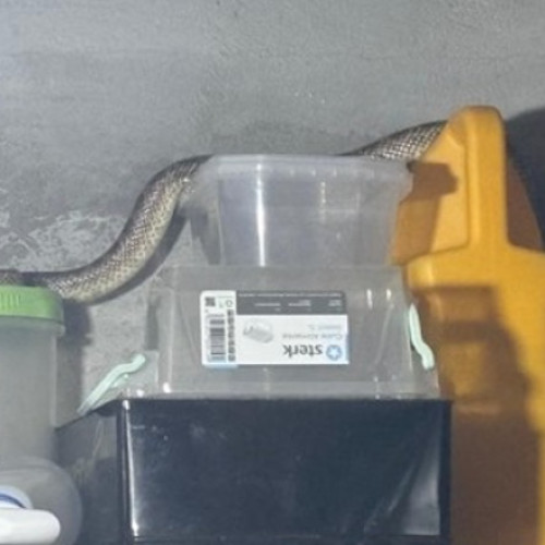 Foto Balaur dobrogean, capturat de jandarmi într-o gospodărie din localitatea 2 Mai