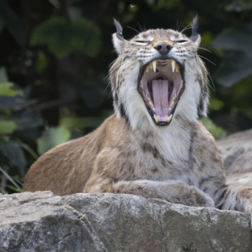 Video Alertă în Suceava: râs pierdut pe străzile din Fălticeni. Animalul sălbatic fusese scos la plimbare în lesă