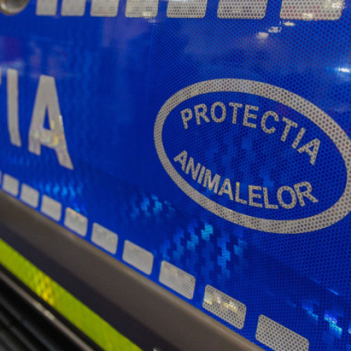 Femeie filmată cu doi măgari legați de o mașină. Poliția: „Nu se impune emiterea unui ordin de plasare în adăpost” a animalelor