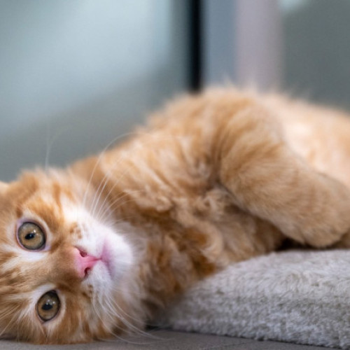 Pisicile suferă de demență la fel ca oamenii, iar asta este o veste bună: speranțe pentru descoperiri privind tratarea bolii