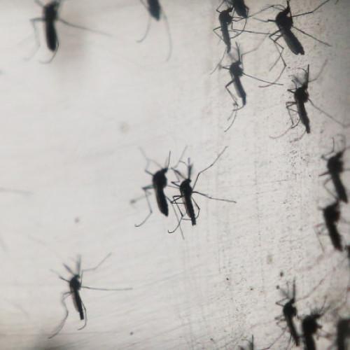 Pericolul adus de caniculă în Europa: număr record de cazuri de boli transmise de ţânţari. Care sunt țările cele mai afectate