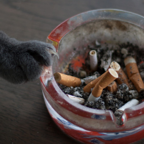 Video Fumatul pasiv poate afecta grav animalele de companie. Avertismentul medicilor veterinari pentru proprietarii de câini și pisici