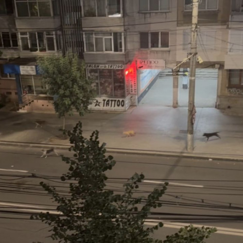 Haita de câini vagabonzi terrorizează centrul Galațiului