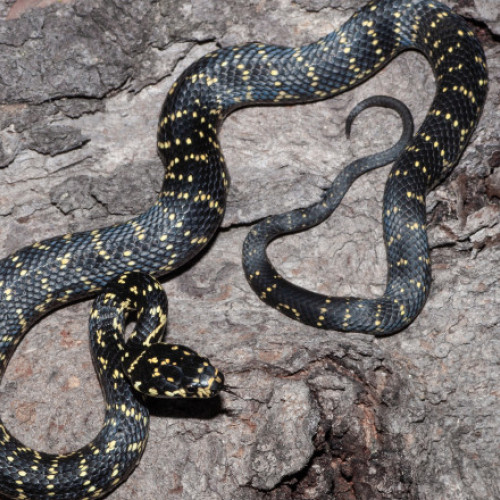 Femeie de 52 de ani din Ilva Mare, mușcată de șarpe, necesită ajutor medical de urgență