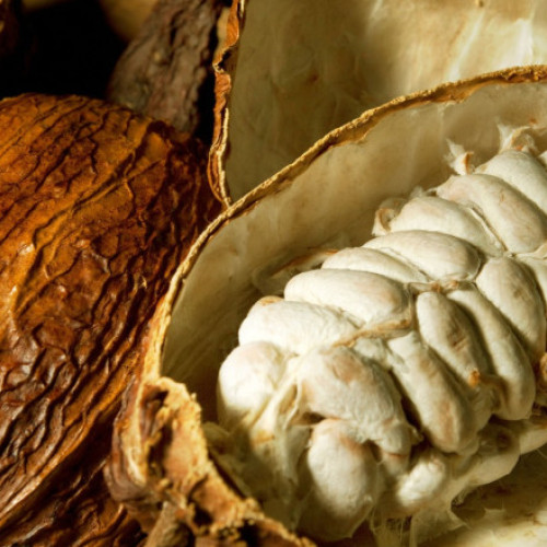 Nestlé testează o metodă nouă pentru utilizarea integrală a fructelor de cacao, ca răspuns la scăderea randamentului pastailor din cauza schimbărilor climatice