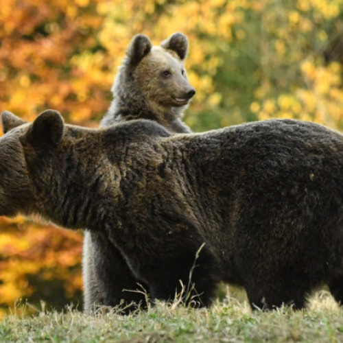 Un bătrân cetățean străin, în vârstă de 73 de ani, a fost mușcat de un urs în zona Valea lui Stan, pe Transfagarasan, în județul Argeș. Evenimentul a avut loc pe DN 7C, în apropierea comunei Arefu, potrivit poliției.