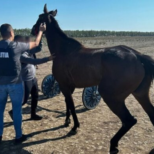 Concurs ilegal de frumusete si viteza a cailor, confiscat in Olt
