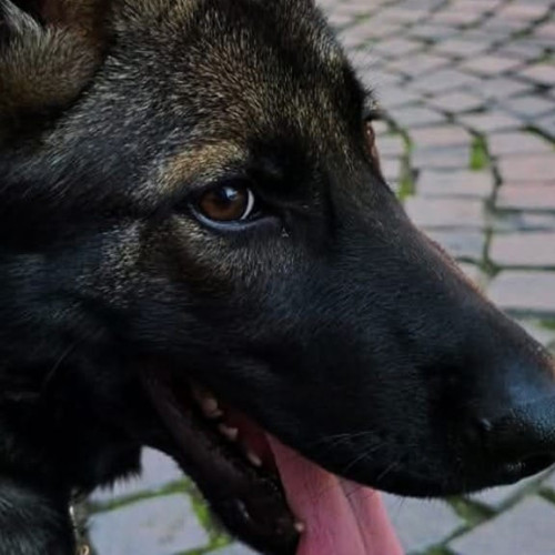 freya, noul membru al echipei jandarmilor din Caraș-Severin