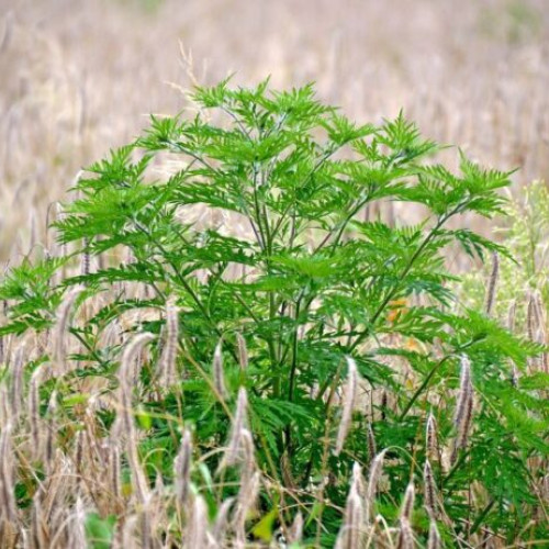 Primăria Sectorului 3 acționează pentru combaterea ambroziei