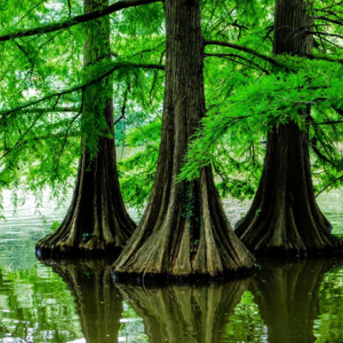 expozitii de fotografie pentru Ziua Fotografului Maghiar la Oradea