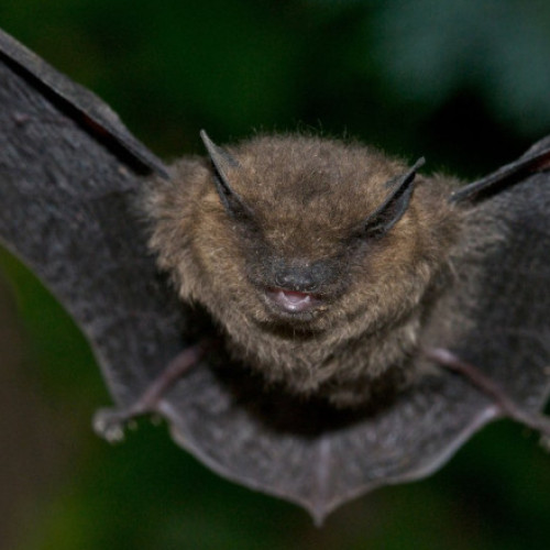 Creșterea numărului cazurilor de rabie la Iasi provoacă îngrijorare