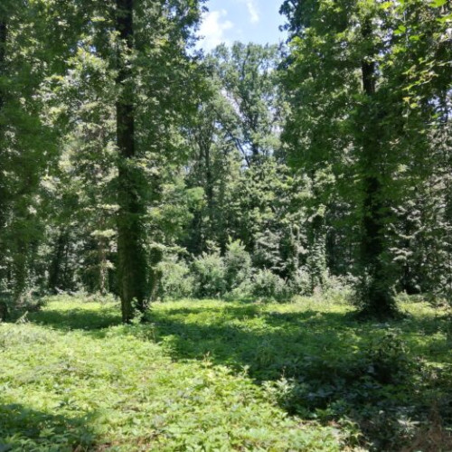 Consilierii USR București propun modificări stricte pentru protejarea spațiilor verzi din Capitală