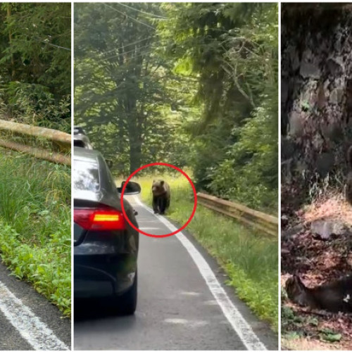 Problema ursilor din România, subiect de discuție internațională