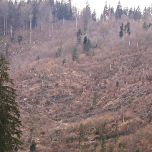 Pierderi semnificative ale pădurilor din România în ultimii 25 de ani