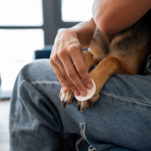 Primăria Voluntari organizează acțiuni gratuite de sterilizare și microcipare pentru câini cu stapan