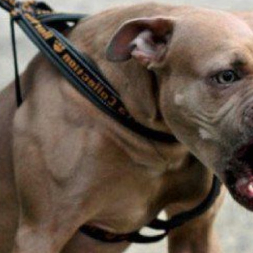 Tânără de 26 de ani rănită de un caine amstaff în galati