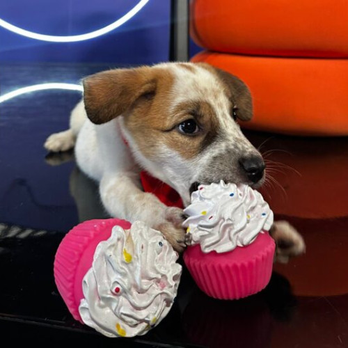 Campania &quot;STOP ABANDON!&quot; a ASPA București pentru adopția responsabilă a câinilor din adăposturi