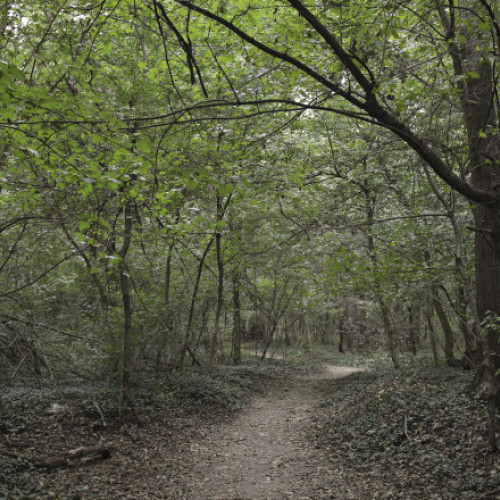 Ministra Mediului organizează o dezbatere cu bucureștenii privind Pădurea Băneasa. „Trebuie să fie arie naturală protejată”