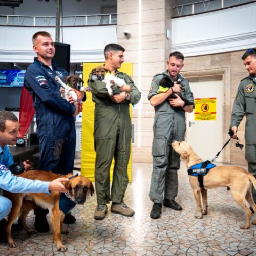 Bucharest international air show se alătură campaniei pentru adopția animalelor fără stăpân