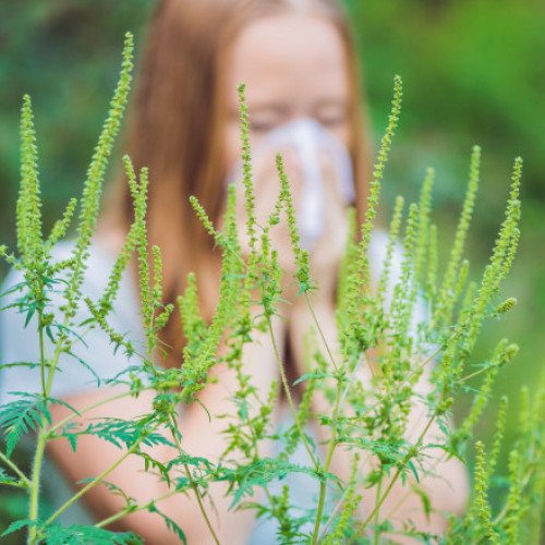 Polenul de ambrozie sufocă România. Efecte resimțite chiar și de persoanele fără alergii