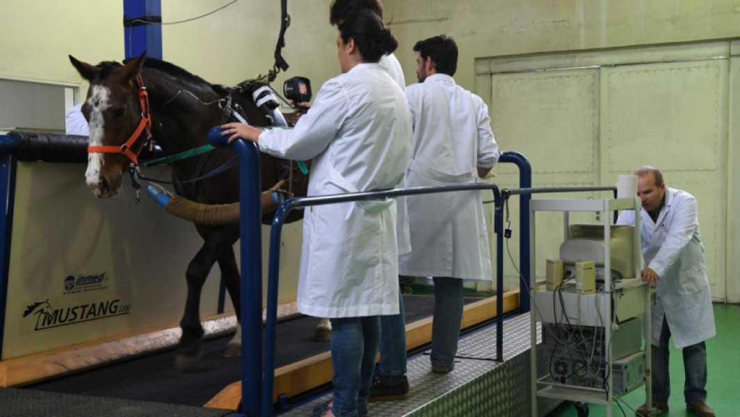 Cai de rasă modificați genetic născuți în Argentina