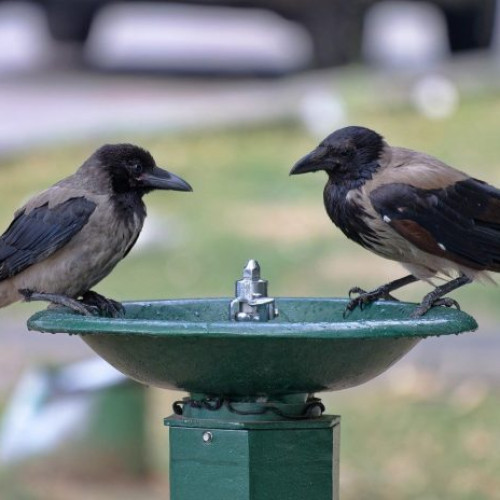 Vremea caldă în București și în județe din sud primește avertizare cod galben