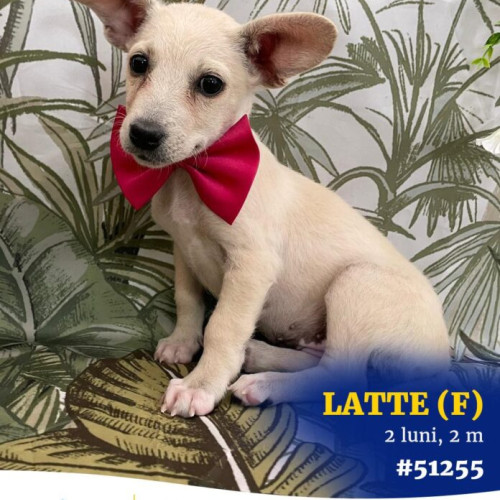 ASPA București organizează un nou târg de adopții la ParkLake Shopping Center