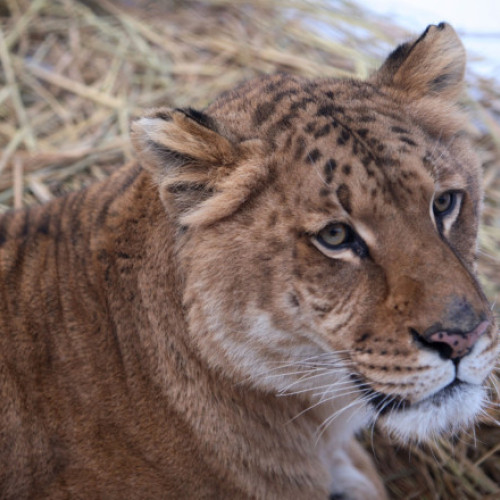 La Zaharești, un copil de 5 ani a fost mușcat de un ligru în parcul zoo
