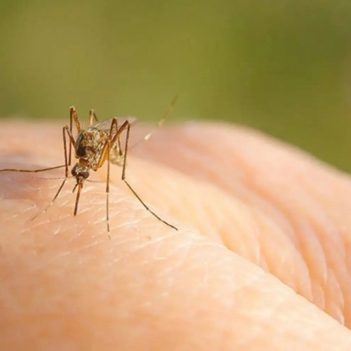 Galați: confirmat un caz de infecție cu West Nile și recomandări de protecție