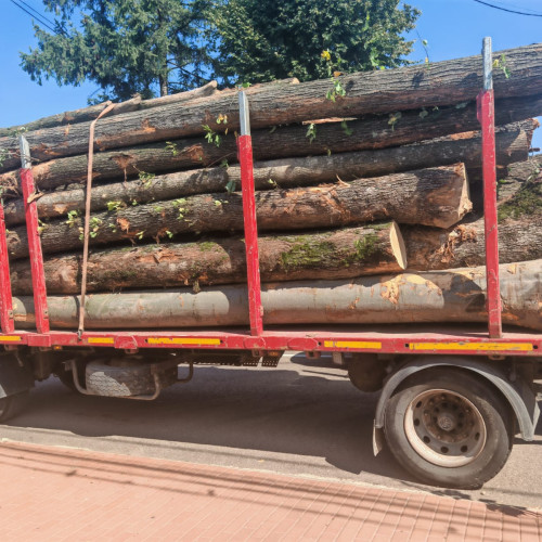 Peste opt metri cubi de material lemnos confiscați de polițiștii botoșăneni