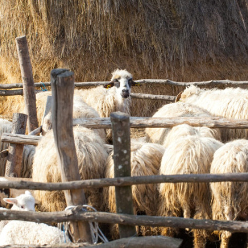 Focar de antrax într-o fermă din Ciorăști, Vrancea, cu măsuri stricte de control