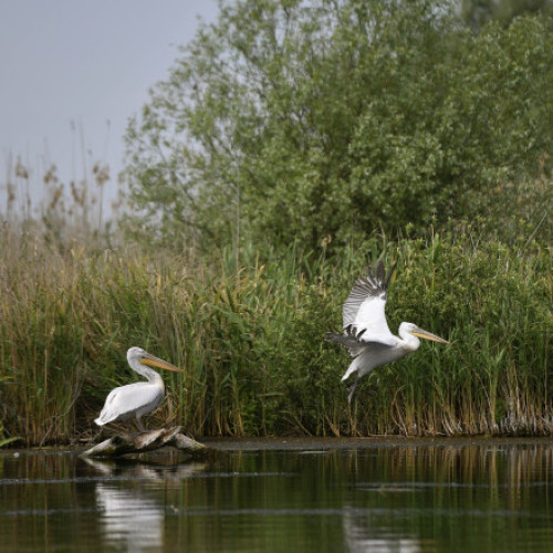 Tulcean condamnat în primă instanță la patru ani pentru traversarea ilegală a Dunării spre Ucraina
