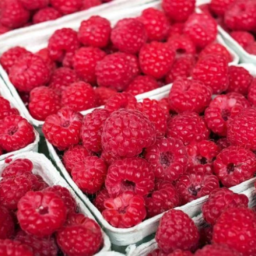 Lidl România extinde achizițiile de zmeură românească cu 39% în sezonul curent