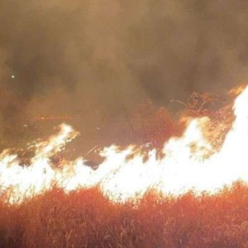 Incendiu de vegetație lângă Ploiești se extinde pe 80 de hectare, generând fum dens