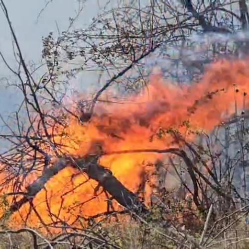 Incendiu de vegetație în satul Bârda, cu extindere în culturile de viță-de-vie