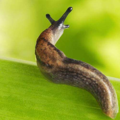 Melc fără cochilie sperie locatarii unui bloc din Bavaria