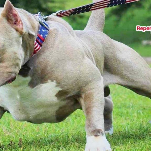 Tragedie în Caraș-Severin: femeie de 70 de ani, atacată de câinele familiei