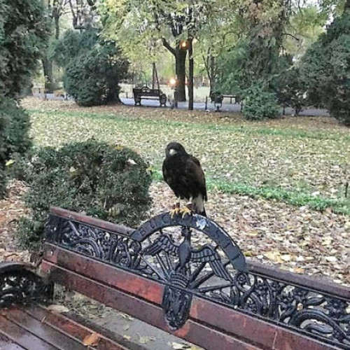 Primăria propune măsuri noi pentru protecția spațiilor verzi din București