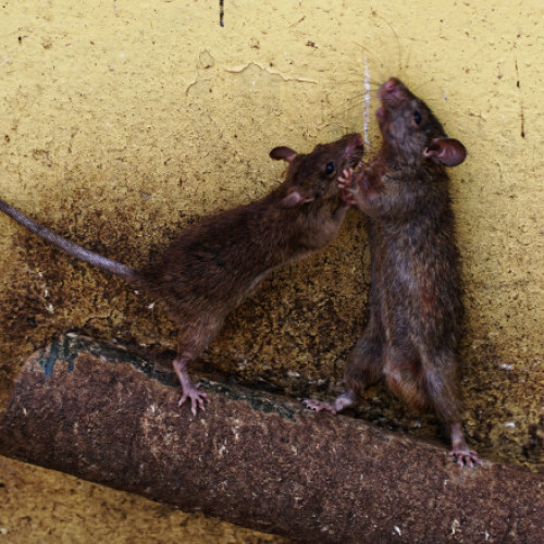 Unitate cecenă de forțe speciale afectată de hantavirus în Ucraina