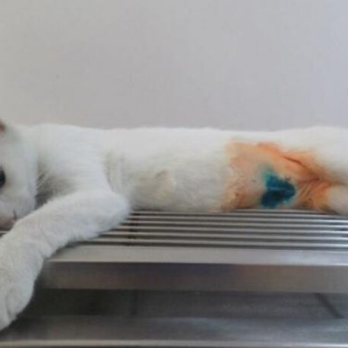 Campanie gratuită de sterilizare pentru animale în Milcov pe 15 octombrie