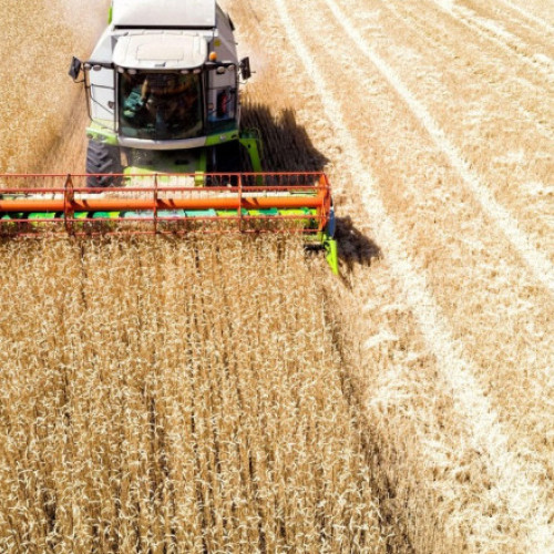 Grâu pentru autoturisme. Rusia revine la troc pentru a ocoli sancţiunile occidentale