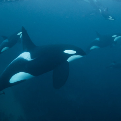 Iahturi avariate în largul Lisabonei, după atacuri ale balenelor ucigașe