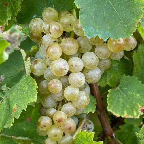 Recoltarea strugurilor în județul Iași avansează cu metode mecanizate și prognoze bune